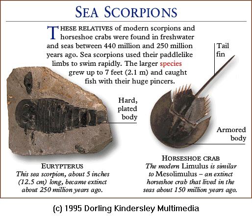DKMMNature-Sea Scorpion fossil - Horseshoe Crab.gif