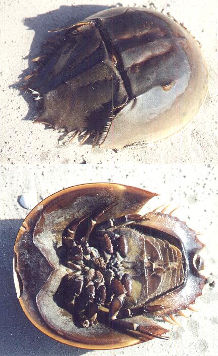 HorseShoe Crab.jpg