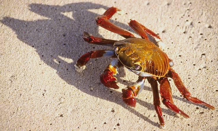 C400014-Galapagos Sally Lightfoot Crab-shadow.jpg