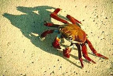 Crab0002-Sally Lightfoot Crab.jpg