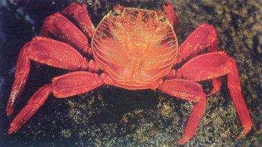 lj Norbert Wu Sally Lightfoot Crab - Galapagos Islands.jpg
