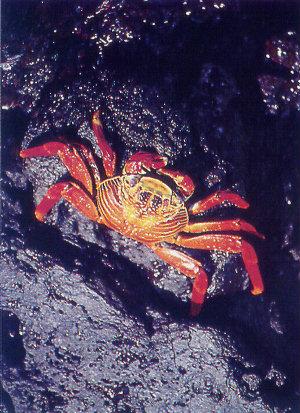 lj Sally Lightfoot Crab Scuttles Over Volcanic Rock-Galapagos.jpg