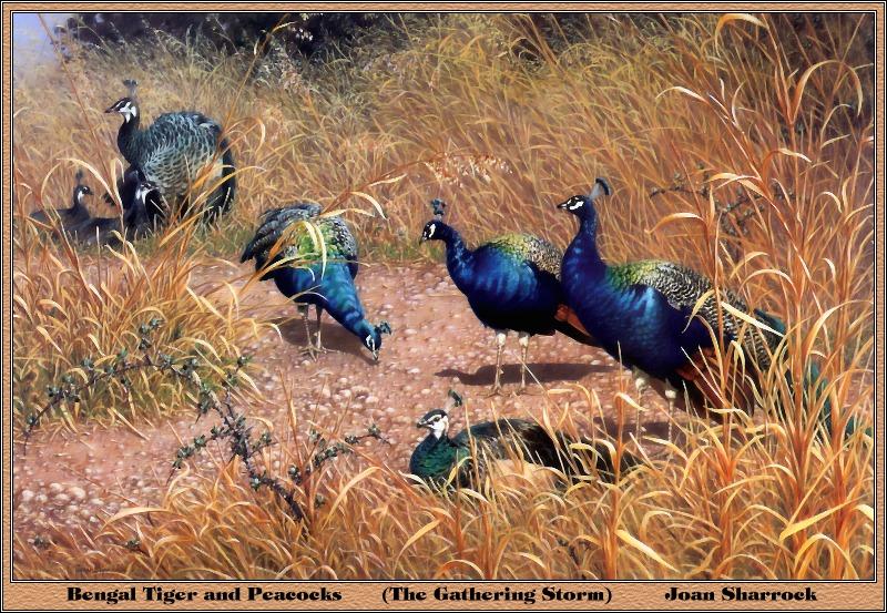 p-bwa-28-Indian Peafowls-peacocks-Painting by Joan Sharrock.jpg