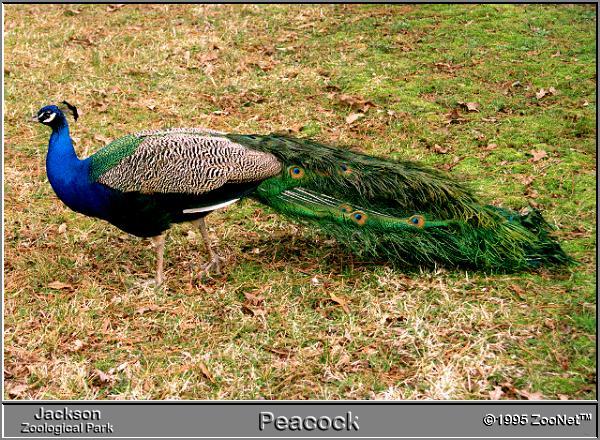 peacock Jackson Zoo.jpg