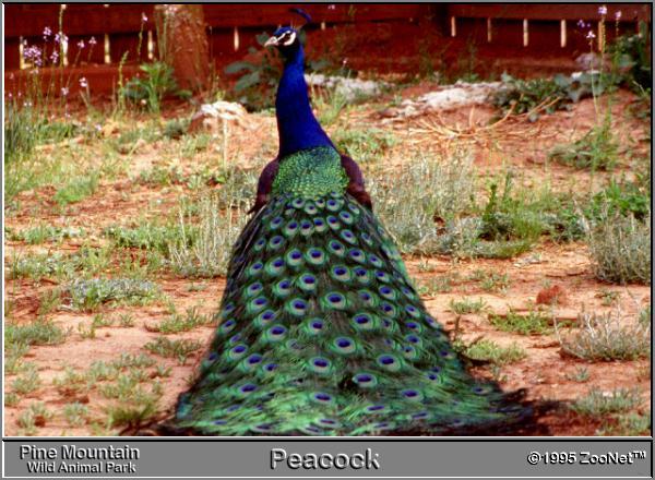 peacock Pine Mountain Wild Animal Park.jpg