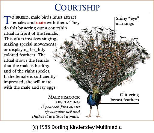 DKMMNature-Bird-Peacock-Courtship.gif