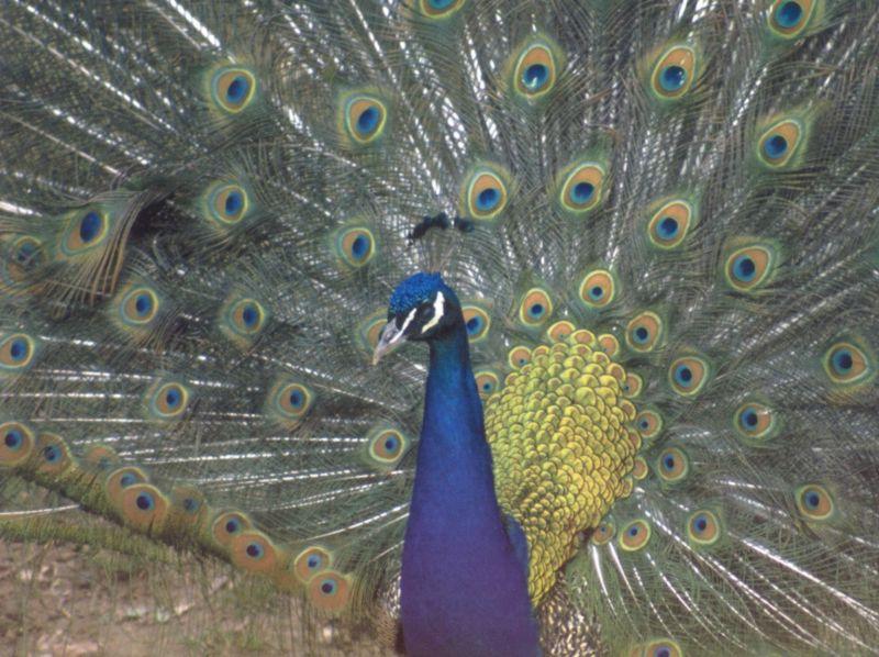 Indian Peafowl-peacock-by Joel Williams.jpg