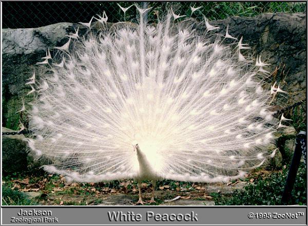 white peacock Jackson Zoo.jpg