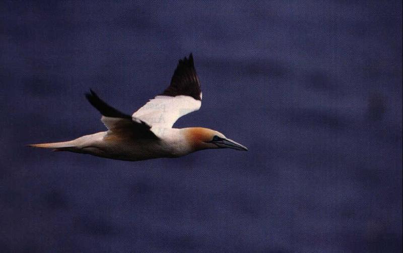 gannet-flying.jpg