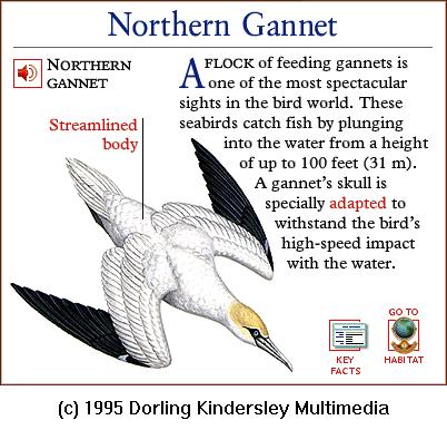DKMMNature-Northern Gannet.gif