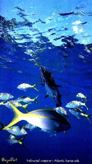 Yellowtail Snapper-Atlantic Barracuda.jpg