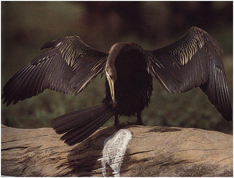 bird-003-Australian Anhinga Darter-OnLog.jpg
