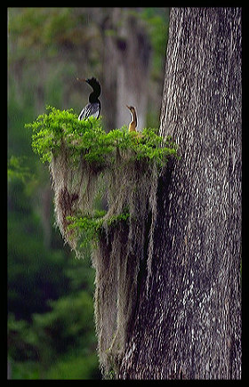 American Anhinga Walkula Springs State Park Florida.jpg
