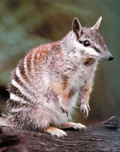 Awhat20-Numbat-Banded Anteater.jpg