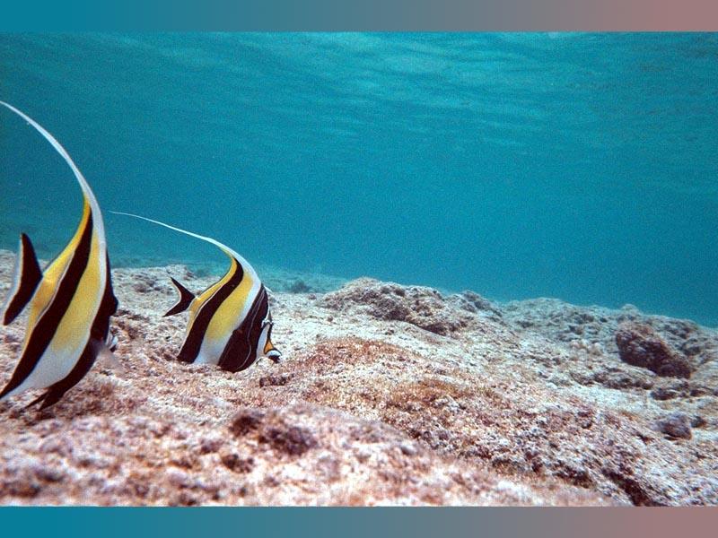 Hawaii-underwater-47 4-Moorish Idols-pair.jpg