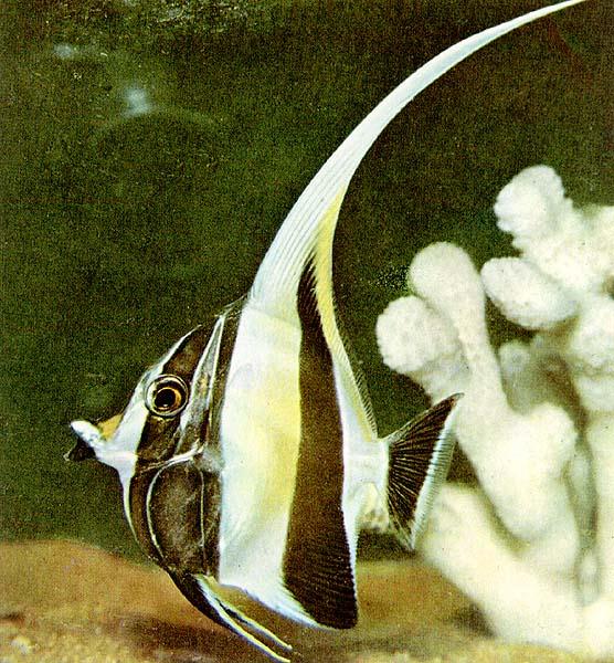 TropicalFish11-Moorish Idol-with white coral.jpg