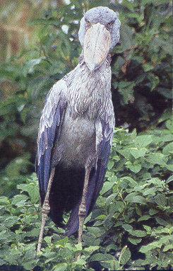 lj Ryan Iris Stevens Shoebill Stork-Uganda.jpg