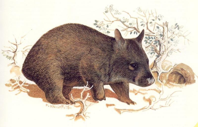 AES oz 012 Queensland hairy-nosed wombat - lasiorhinus krefftii.jpg