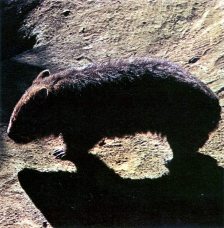ausie pt6-Hairy-nosed Wombat.jpg