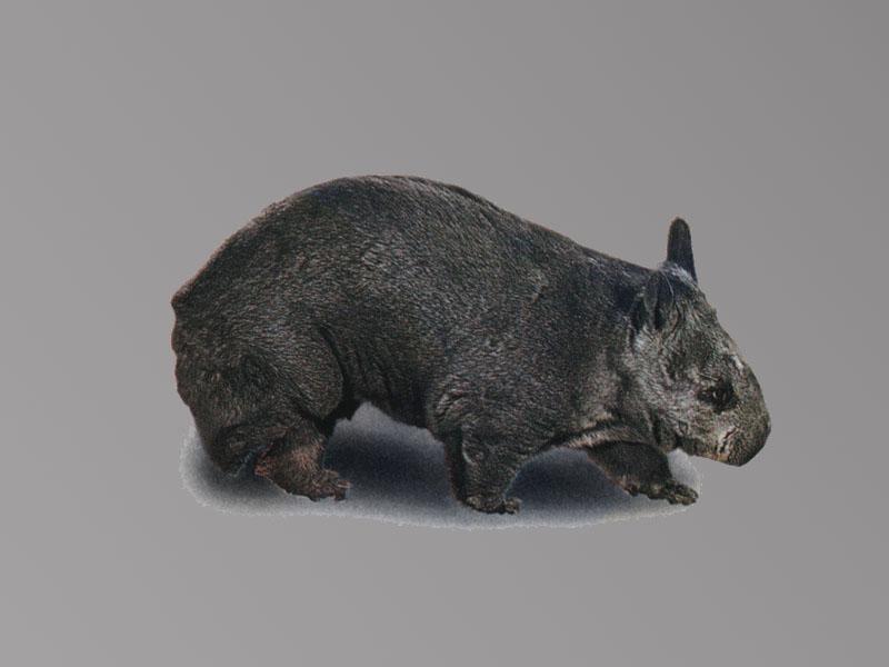 Hairy-nosed Wombat 00.jpg