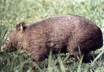 Wombat01-On Grassfield.jpg