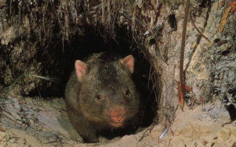 wombat-just out of den.jpg