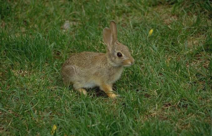06 110-Rabbit-sitting on grass.jpg