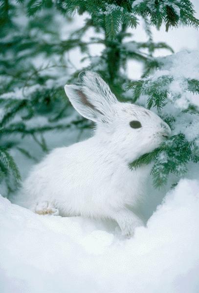15700015-Snow Rabbit.jpg