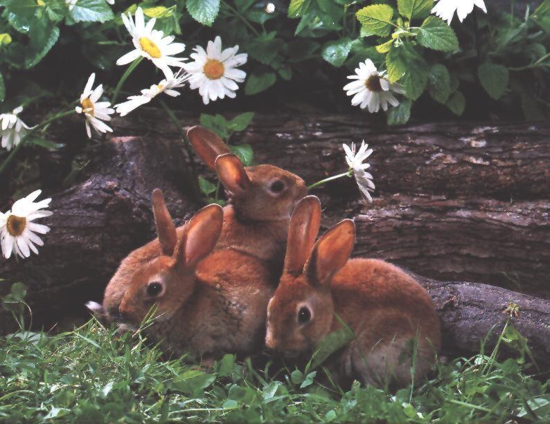 Bunnies-3 rabbits-by Joel Williams.jpg