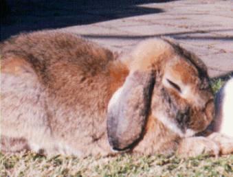 Bunny Lopear5-Rabbit-Sleeping.jpg
