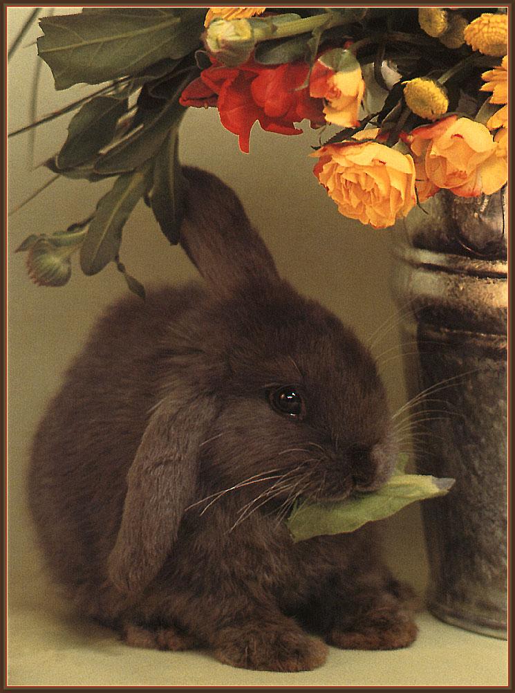 KsW-Misc-Bunny-04-Domestic Rabbit-dinner.jpg