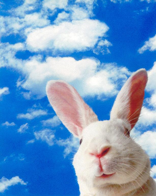 lj Bunny Clouds.jpg