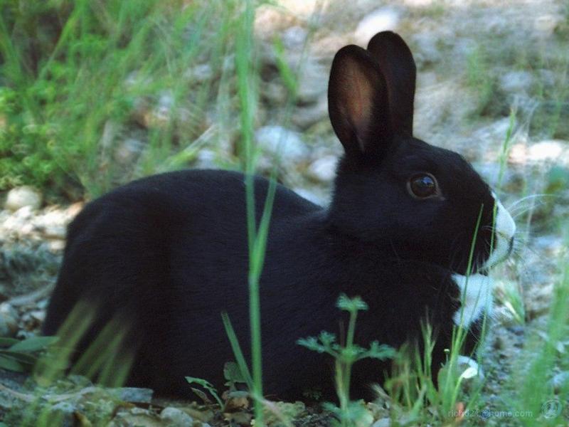petrbt1l-Domestic Rabbit-white-nosed black.jpg