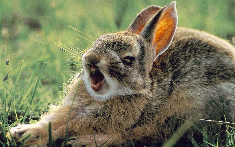 Rabbit 2-Yawning and Rumping.jpg