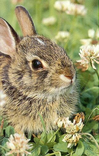 Rabbit 4-Face Closeup In Clover Field.jpg