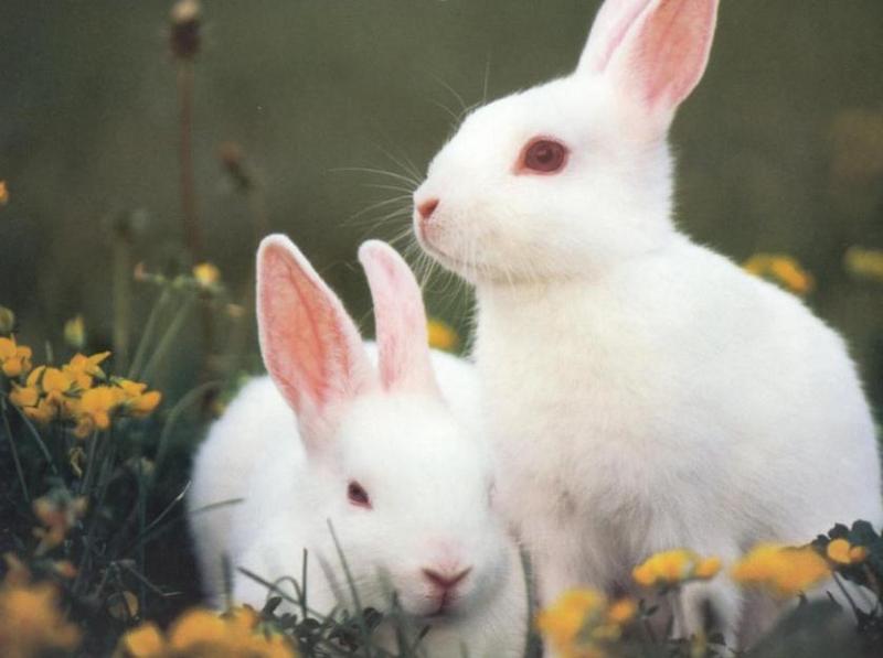 white rabbits.jpg