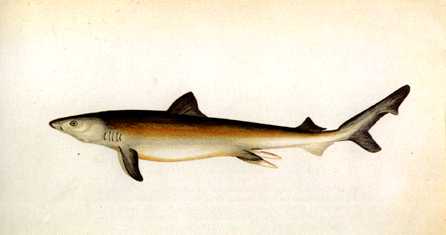 Anmaq061-Painting-Shark.jpg
