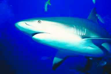 Haj0006-Shark-closeup.JPG
