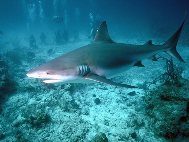 Shark H05k0012.jpg