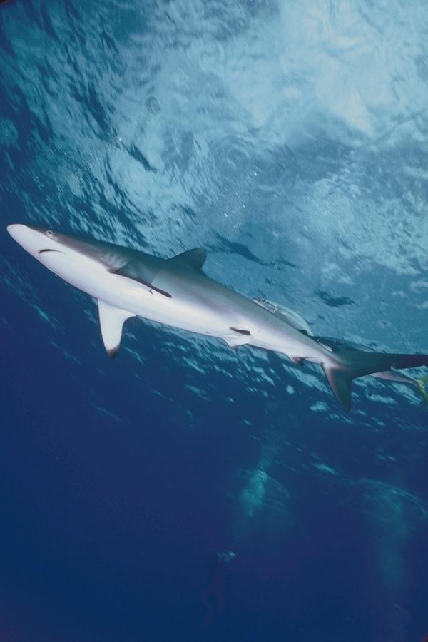 Shark06-unidentifed.jpg