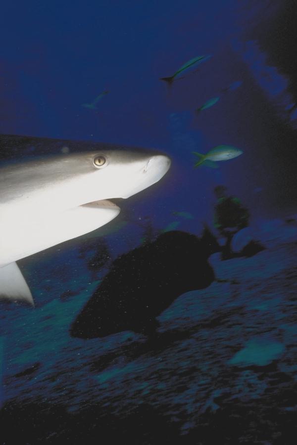 Shark08-unidentifed.jpg