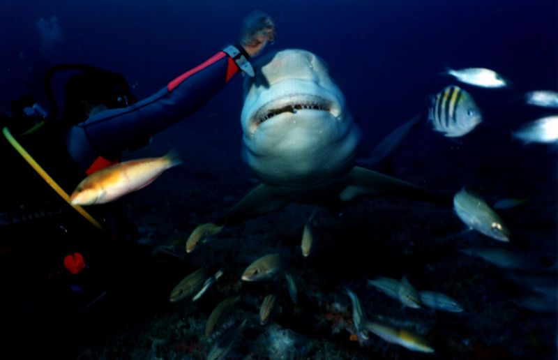 Shark-14-Unidentified from Santa Lucia.jpg