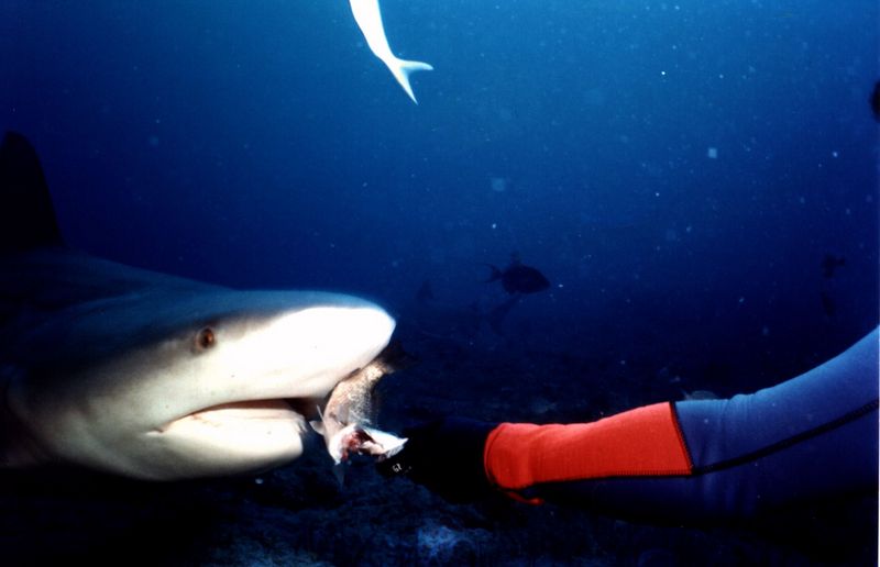 Shark-15-unidentified from Santa Lucia.jpg