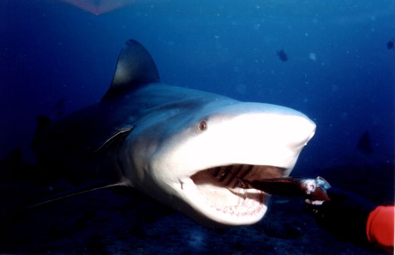 Shark-16-unidentified from Santa Lucia.jpg
