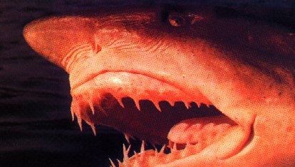 shark2-Great Jaws.jpg