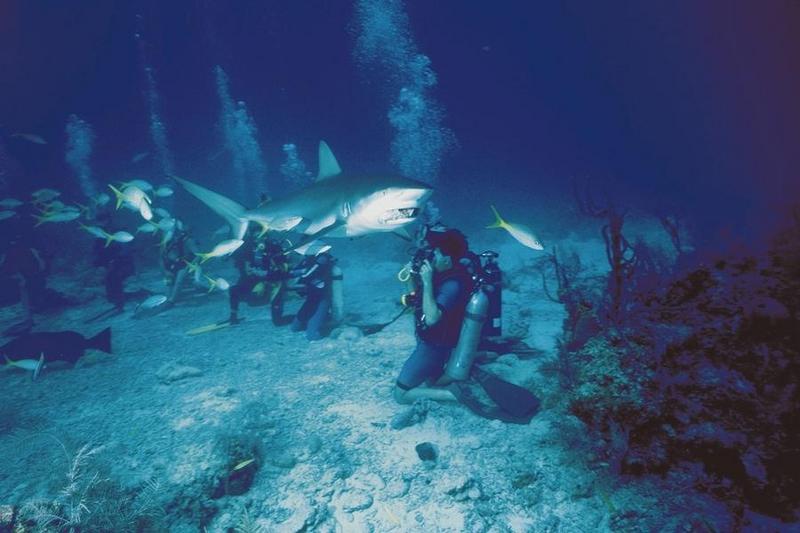 Shark Diver4-unidentifed.jpg