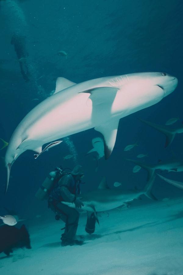 Sharks   Diver 31-unidentified.jpg