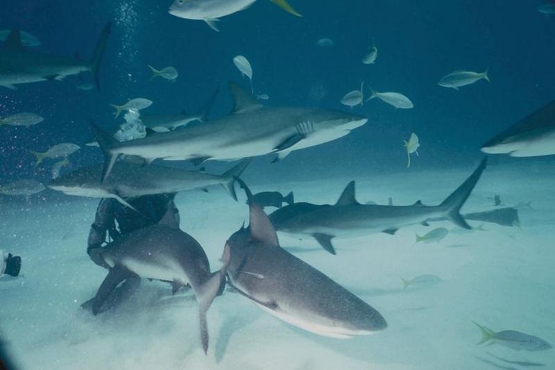 Sharks   Divers 15-Unidentifed Sharks.jpg