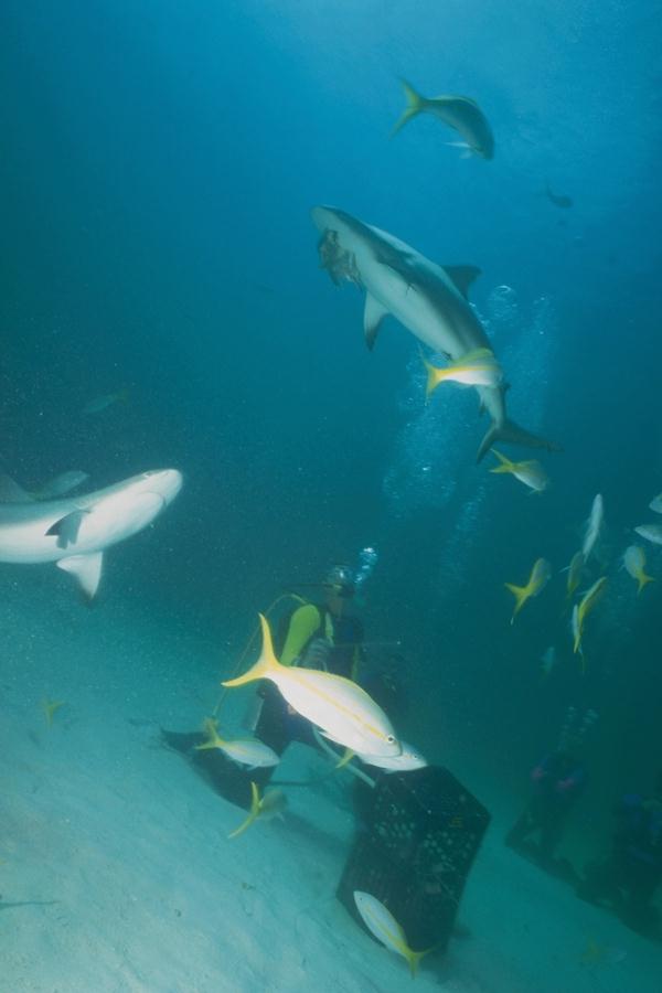 Sharks   Divers 21-unidentified-with Yellowtail Snappers.jpg