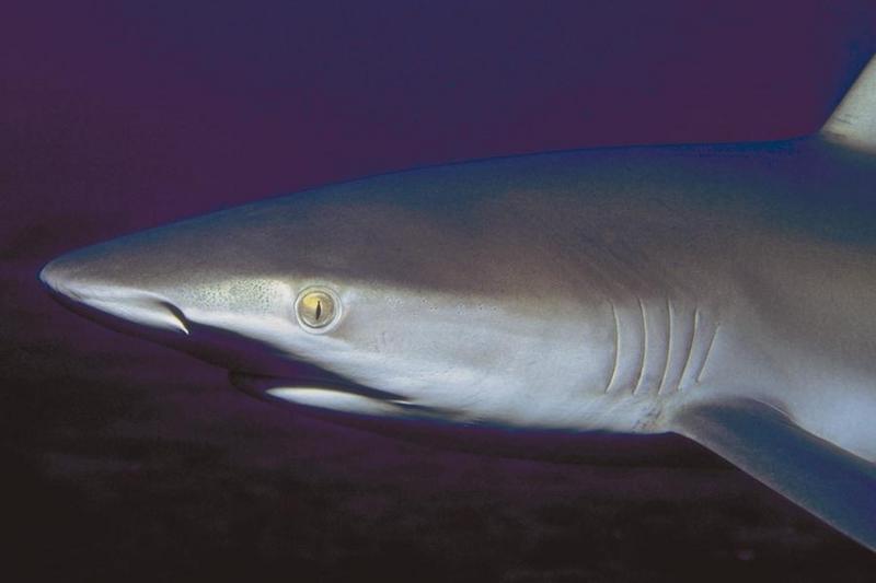 Sharks 15-Unidentified-face closeup.jpg